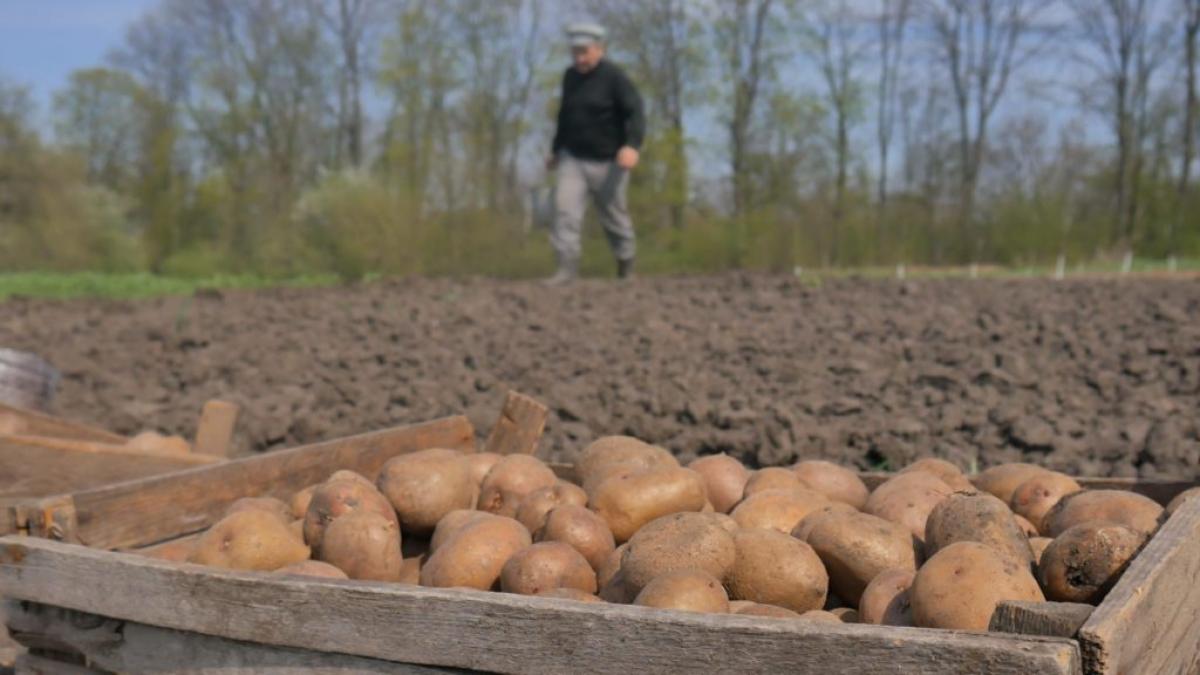 Посівний календар на квітень місяць - коли садити картоплю та овочі